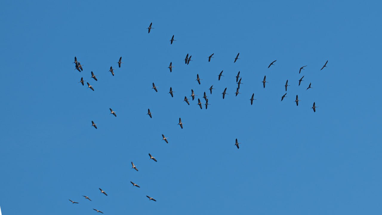 Фотографиями прелётных птиц над Херсонщиной поделился Владимир Сальдо Фотографиями прелётных птиц над Херсонщиной поделился Владимир Сальдо