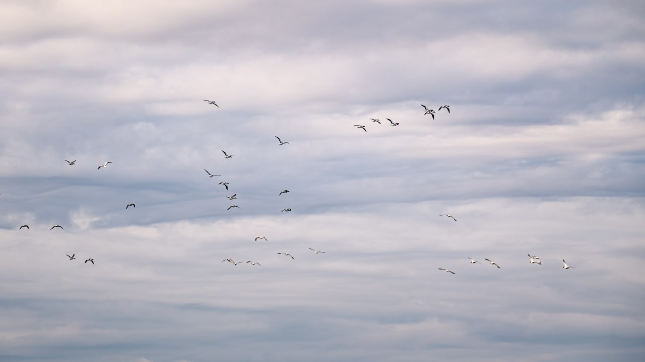 Фотографиями прелётных птиц над Херсонщиной поделился Владимир Сальдо