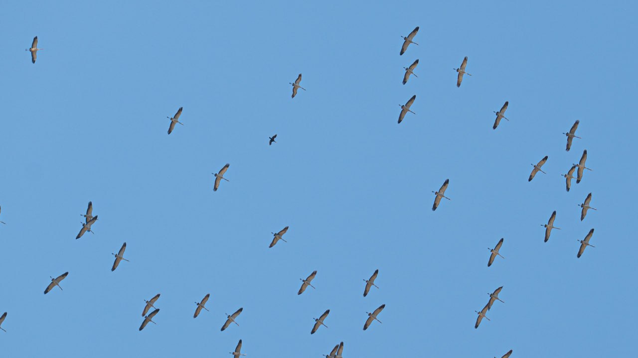 Фотографиями прелётных птиц над Херсонщиной поделился Владимир Сальдо Фотографиями прелётных птиц над Херсонщиной поделился Владимир Сальдо