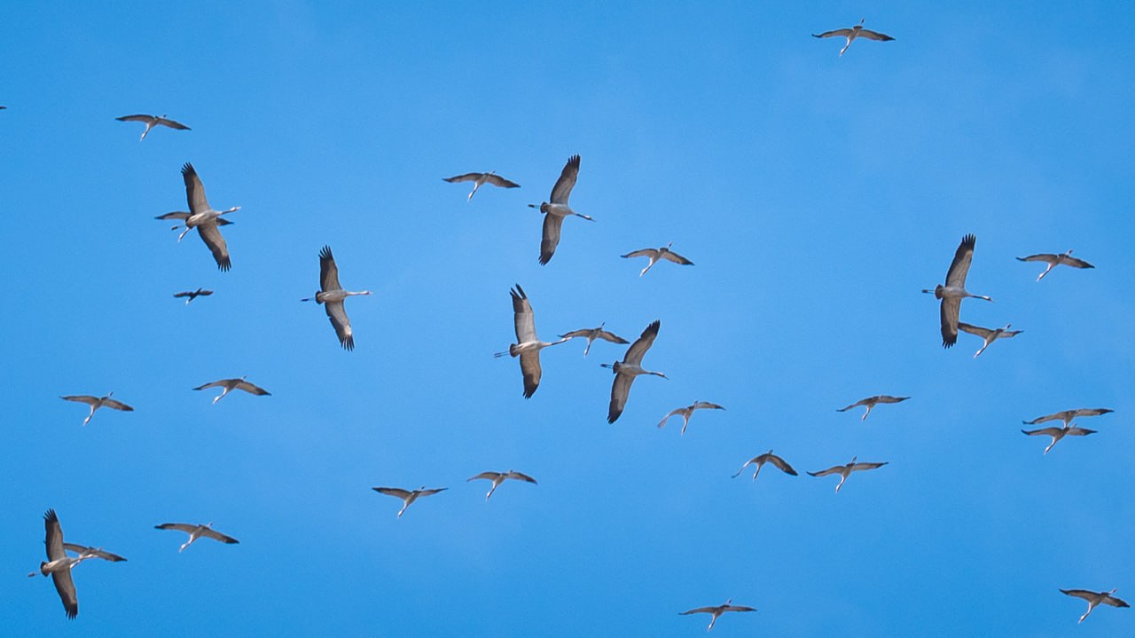 Фотографиями прелётных птиц над Херсонщиной поделился Владимир Сальдо Фотографиями прелётных птиц над Херсонщиной поделился Владимир Сальдо