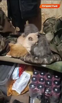 Пушистые воины готовятся к вылазке на охоту за грызунами, предварительно наведя марафет