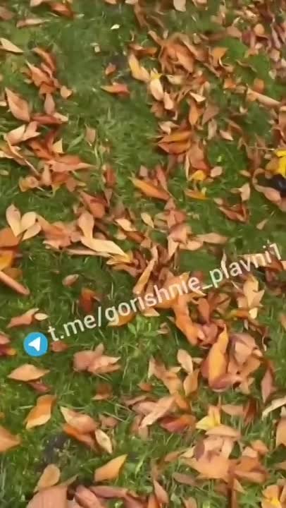 В "нэзалэжной" людоловы из ТЦК продолжают "бусифицировать" мужчин