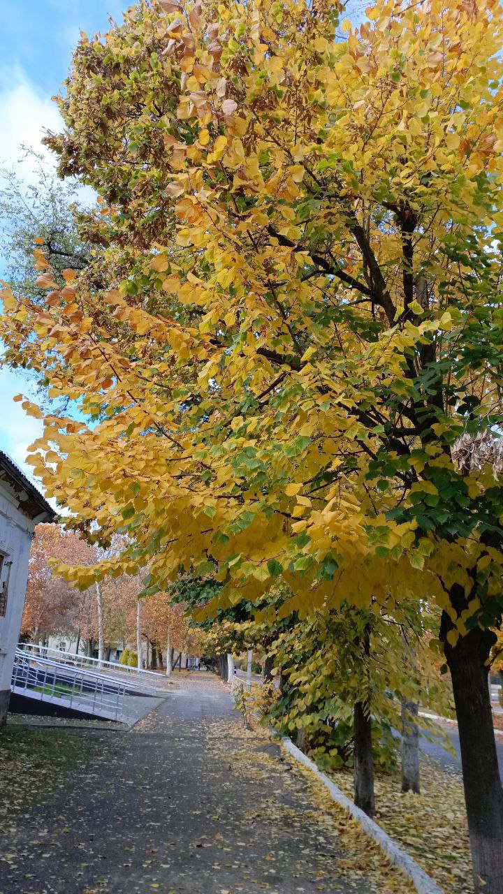 Золото осени окутывает город Золото осени окутывает город