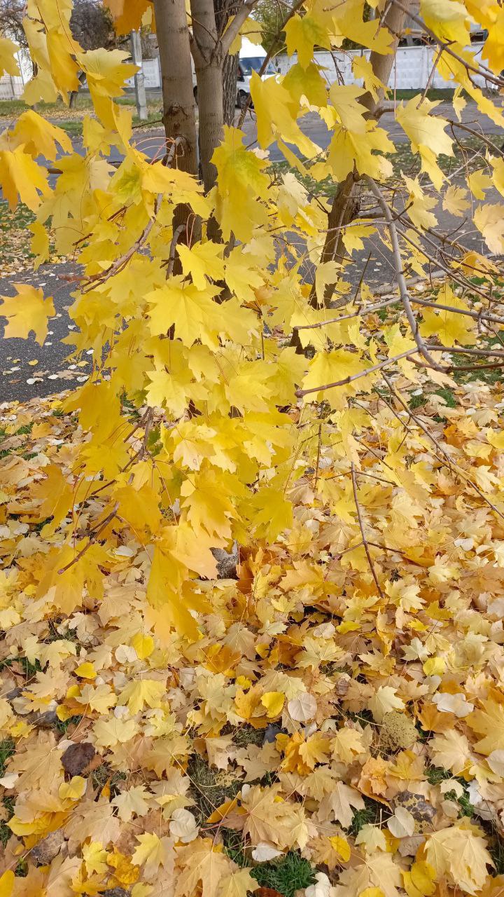 Золото осени окутывает город Золото осени окутывает город