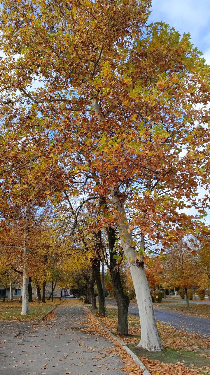 Золото осени окутывает город Золото осени окутывает город