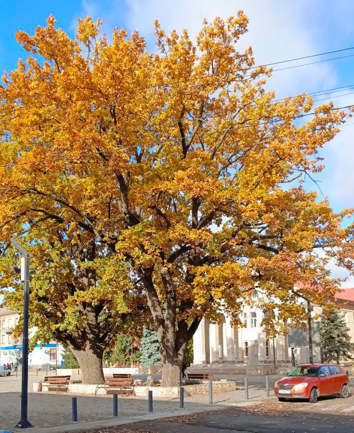 Золото осени окутывает город
