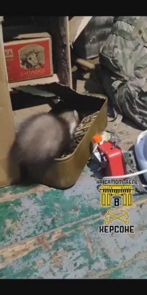 Немного милоты. Зверюшки СВО Кого только не встретишь в окопах