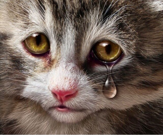 6 ноября зоозащитные организации учредили Международный день памяти животных, погибших от рук человека