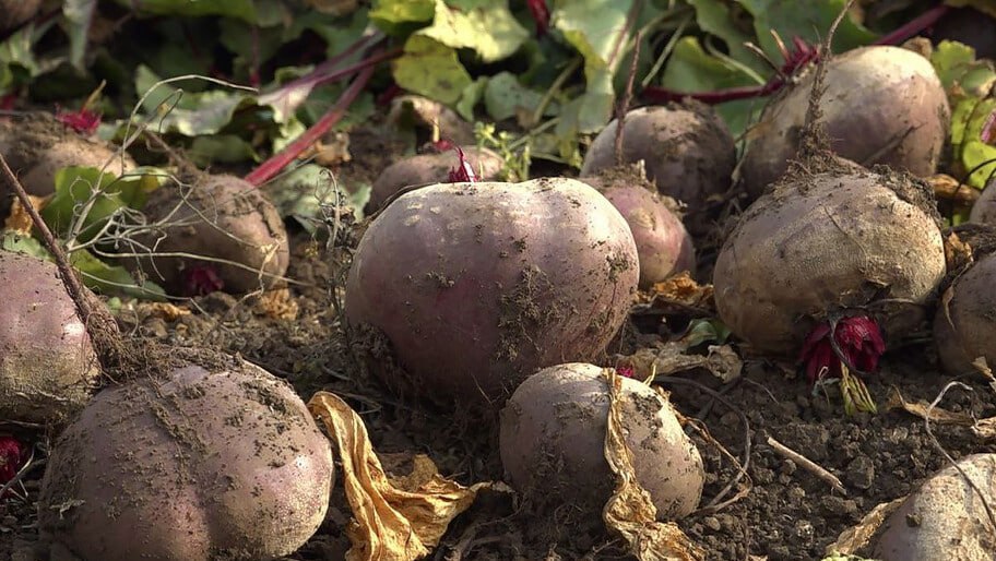 Аграрии завершают уборку овощей открытого грунта с полей Херсонской области