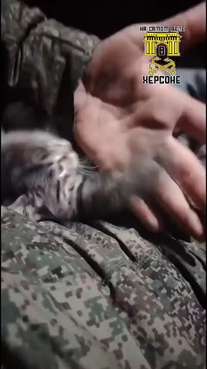 Котики СВО Следи за обстановкой, будь осторожен и всегда наготове!