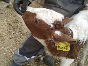 Инспекторы Россельхознадзора задержали в Херсонской области транспорт, перевозивший 28 голов крупного рогатого скота без документов