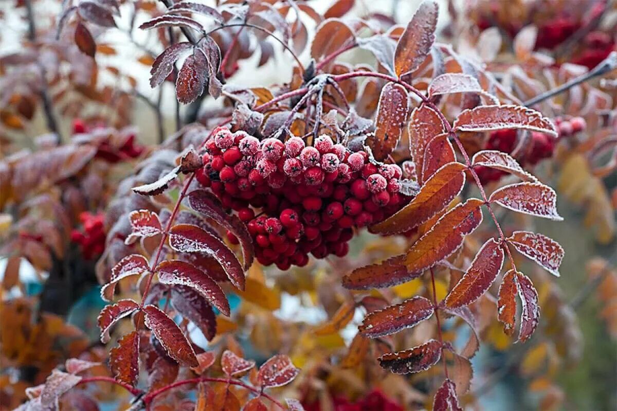 В разгаре осень и чуть грустно , Лист медью кроет в ноябре . Ковер услал аллейки густо , И небо алое , в заре