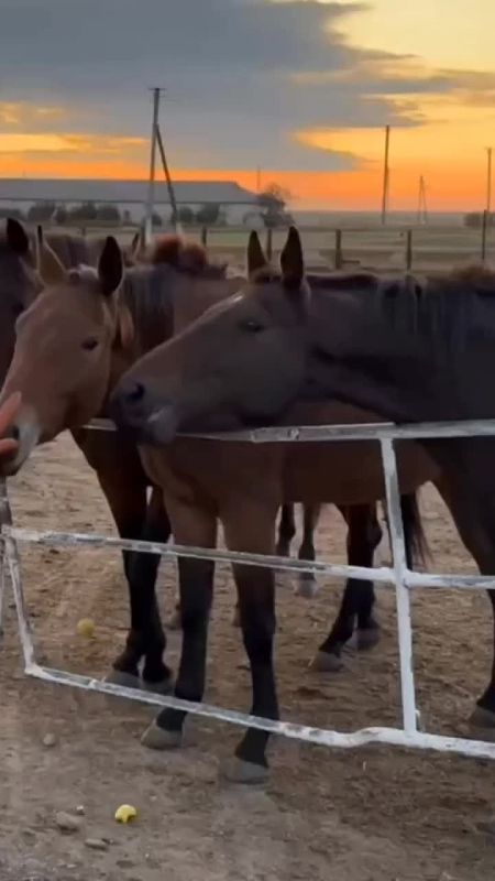 Конная ферма в Херсонской области обрела вторую жизнь