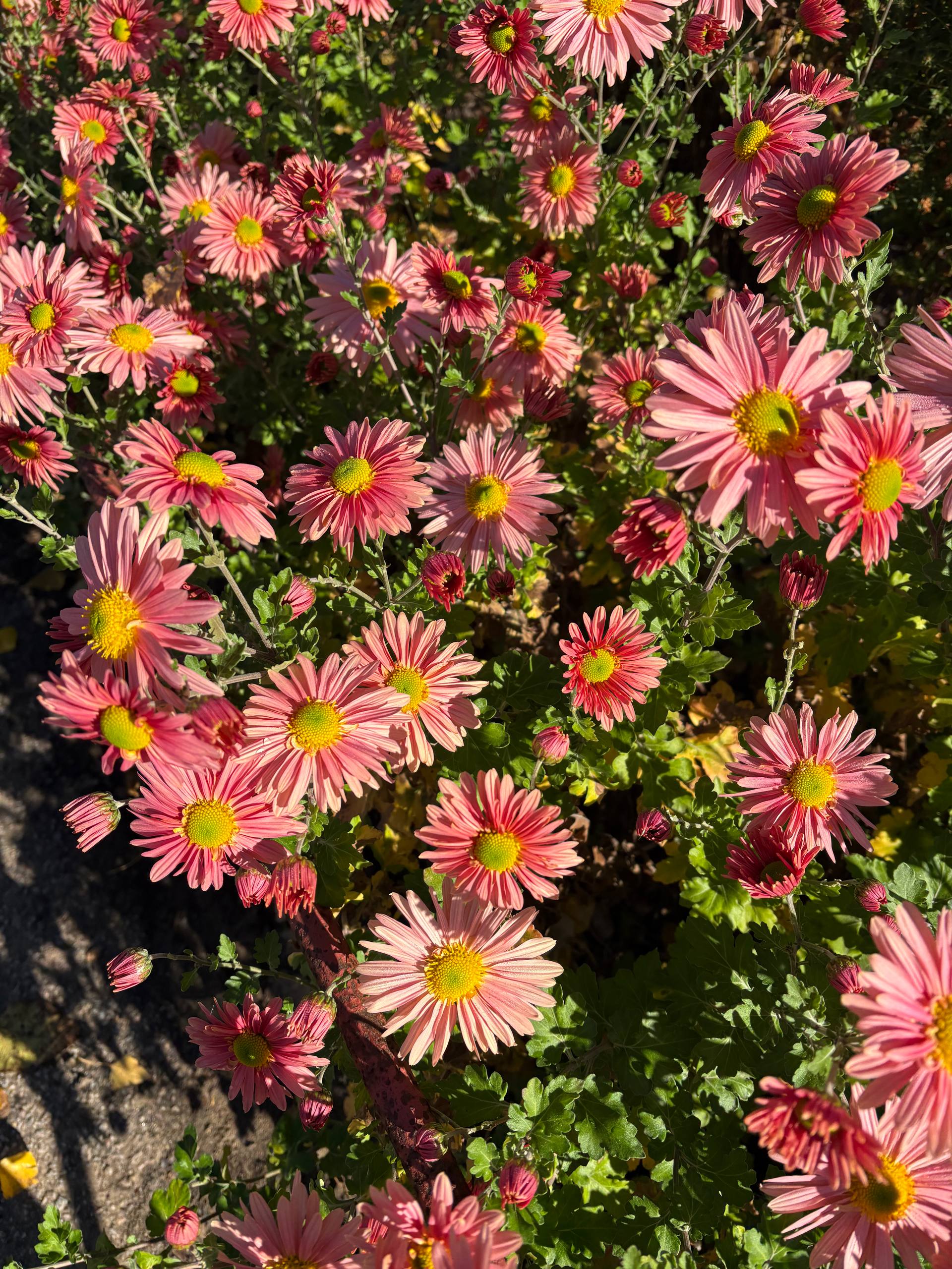 Доброе утро!. А вы знали, что сегодня, 8 ноября, в России отмечается добрый и славный праздник – День Сибири? Его ещё называют Днём благодарения Сибири