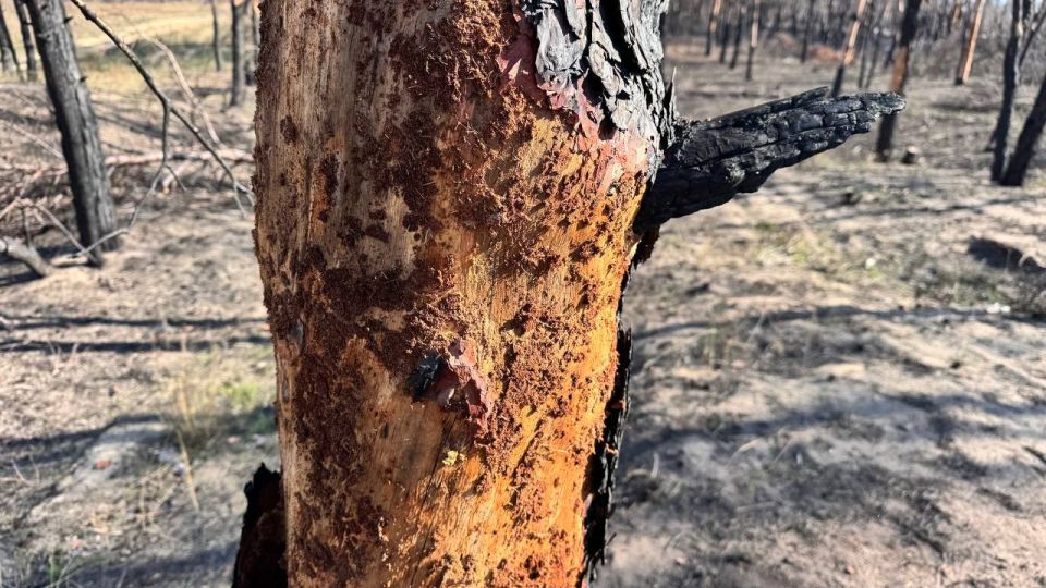 В Херсонской области проводят оценку лесных массивов, пострадавших от огня, чтобы наметить стратегию их восстановления В Херсонской области проводят оценку лесных массивов, пострадавших от огня, чтобы наметить стратегию их восстановления
