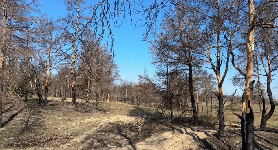 В Херсонской области проводят оценку лесных массивов, пострадавших от огня, чтобы наметить стратегию их восстановления В Херсонской области проводят оценку лесных массивов, пострадавших от огня, чтобы наметить стратегию их восстановления