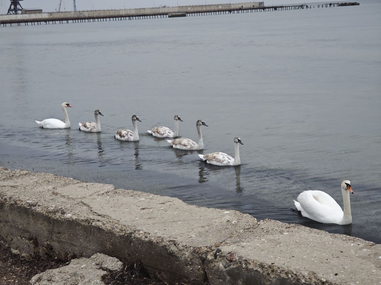 Любуемся красотами Скадовска Любуемся красотами Скадовска