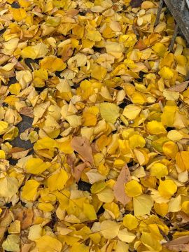  !.              ,     ,          