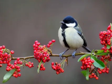 Синичкин день — российский экологический праздник, который был создан по инициативе Союза охраны птиц России Синичкин день — российский экологический праздник, который был создан по инициативе Союза охраны птиц России