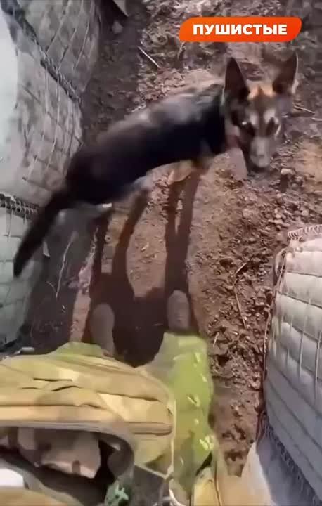 Наш солдат засветил свою команду на заданиях: верный пес и котейка, что пригрелся в его обмундировании