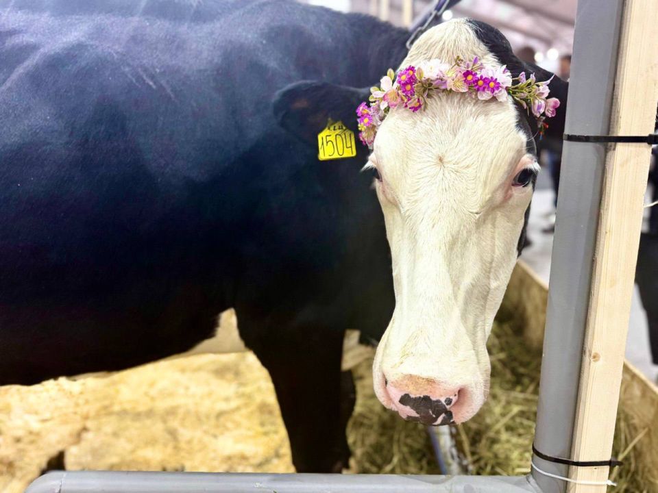 ������������ ����������� ��� �����������, �������������� � ���������