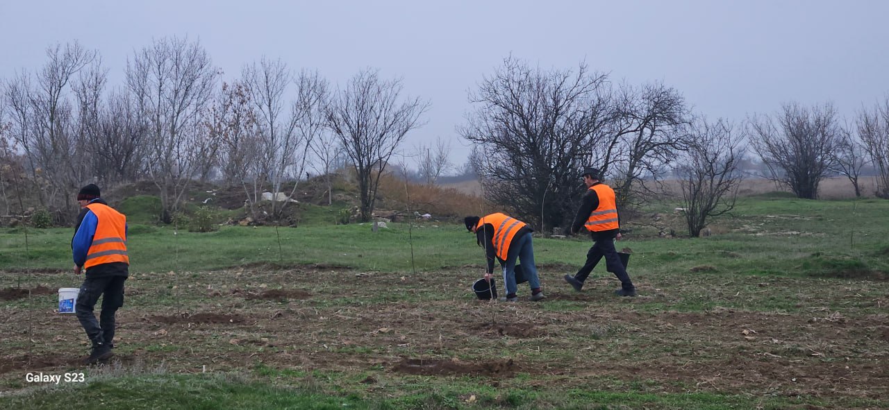 «Сад памяти» в Новогригоровке: 80 деревьев к 80-летию Победы «Сад памяти» в Новогригоровке: 80 деревьев к 80-летию Победы