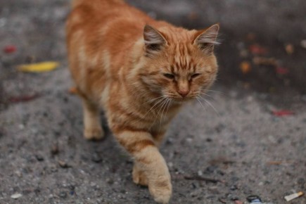 Под звонкую тишину осеннего дня усатый кот выходит на обход своих владений