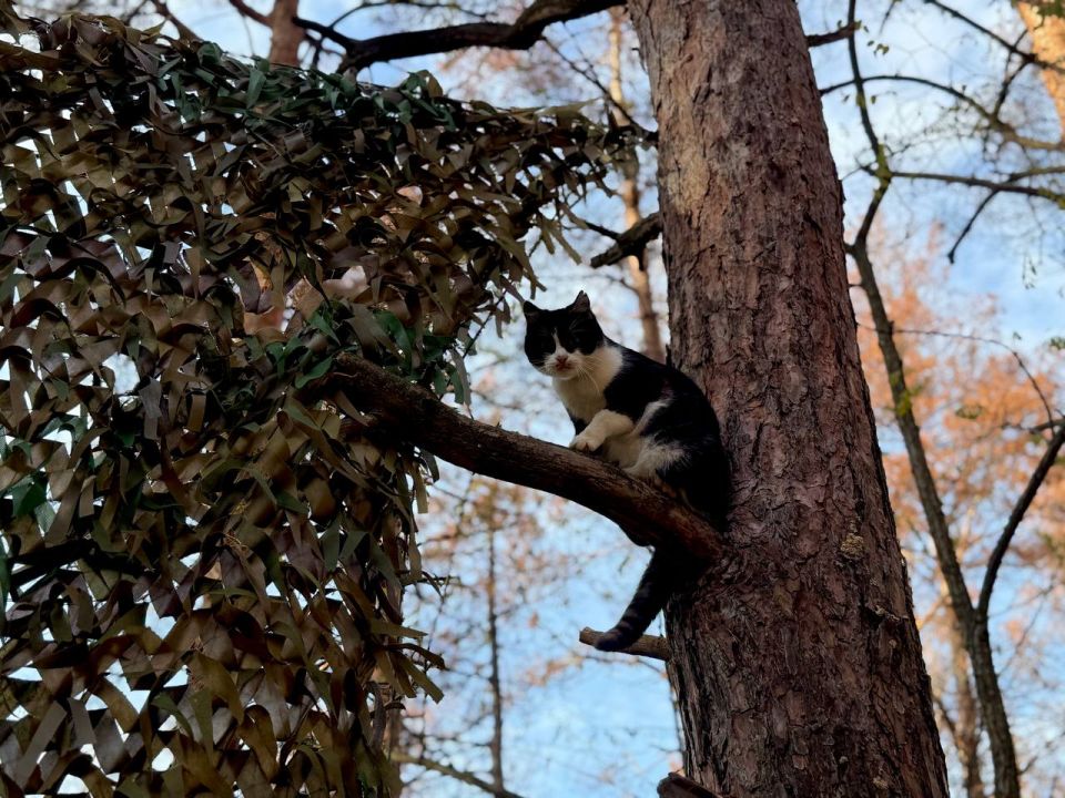 ���� ���������: ���� � �������� ����.. ��������� 98-� ��� �� �������������� �����