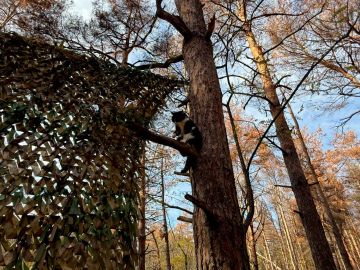 Анна Долгарева: Утро в сосновом бору.. Разведчик 98-й ВДД на наблюдательном посту