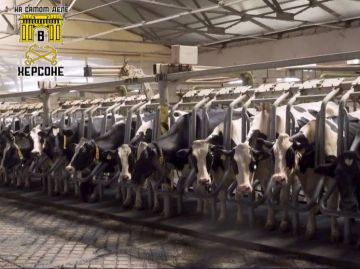 Херсонщина становится молочной житницей! Господдержка приносит рекордные результаты