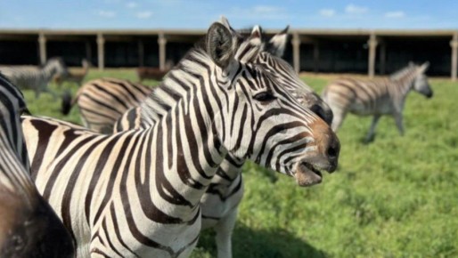 Московский зоопарк и «Аскания-Нова» создадут альянс по сохранению биоразнообразия