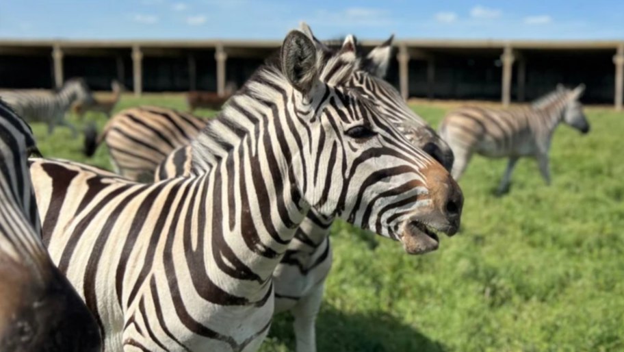 Московский зоопарк и «Аскания-Нова» создадут альянс по сохранению биоразнообразия