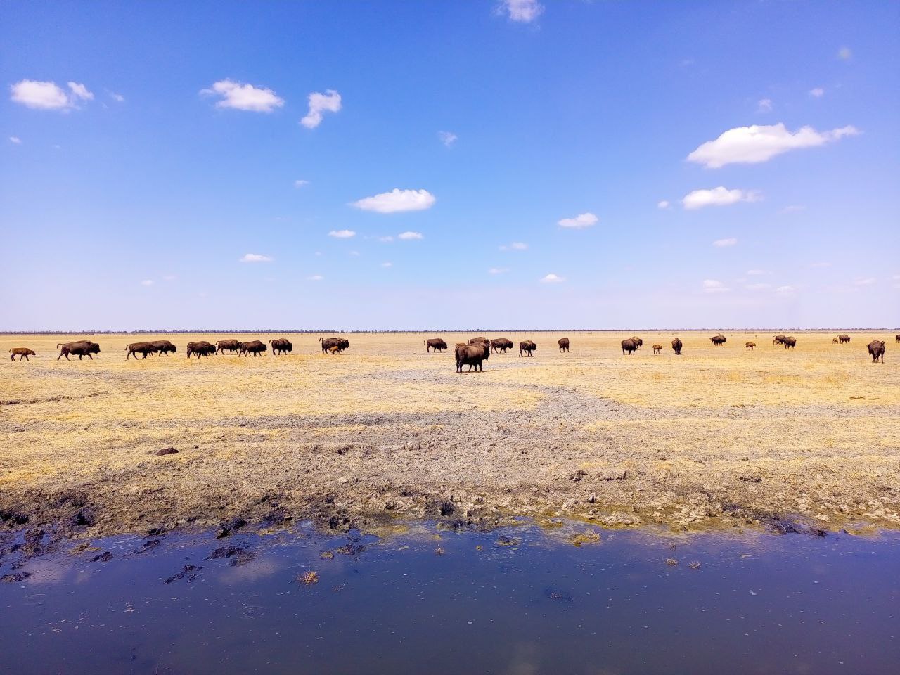 Московский зоопарк и херсонский заповедник «Аскания-Нова» договорились о создании стратегического альянса для сохранения биоразнообразия Московский зоопарк и херсонский заповедник «Аскания-Нова» договорились о создании стратегического альянса для сохранения биоразнообразия