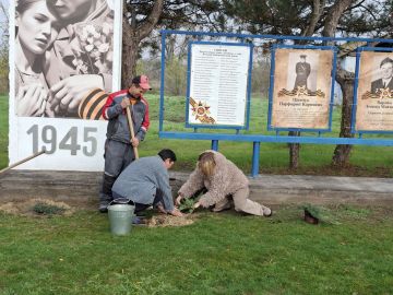 В Васильевке у Аллеи Славы высадили можжевельники