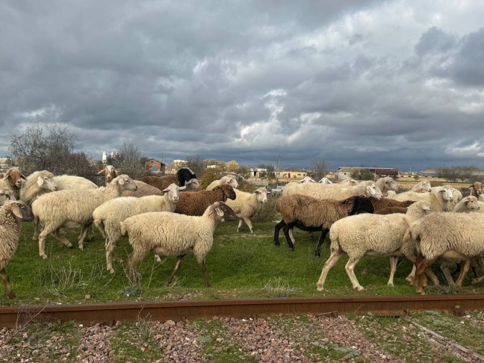 ����� ��������: ������� ��������� ���������� ��������� ��������� � �� �����������