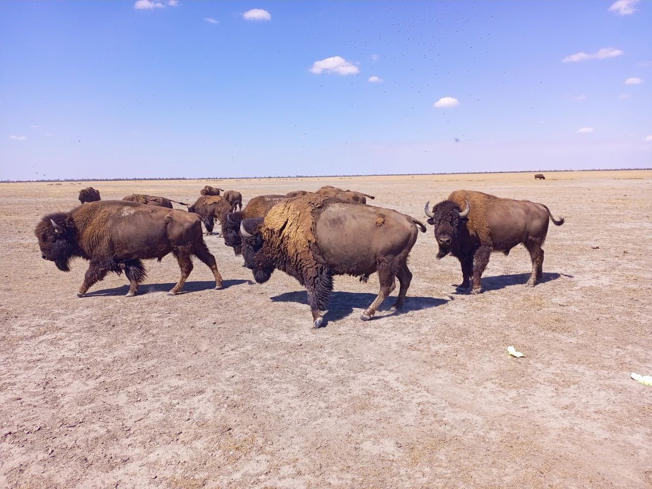 Московский зоопарк и херсонский заповедник «Аскания-Нова» договорились о создании стратегического альянса для сохранения биоразнообразия Московский зоопарк и херсонский заповедник «Аскания-Нова» договорились о создании стратегического альянса для сохранения биоразнообразия