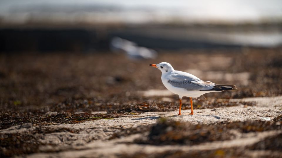 �������� ������: ��� ��. ��� �����. ��� ���