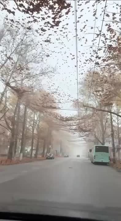 Осень в Херсоне - под антидроновыми сетками…