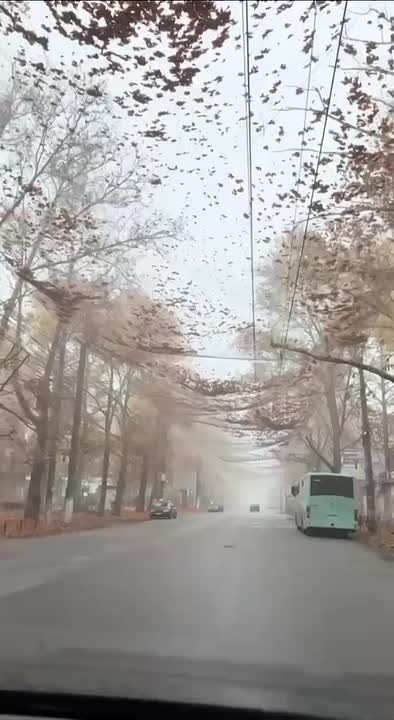 Осень в Херсоне - под антидроновыми сетками…