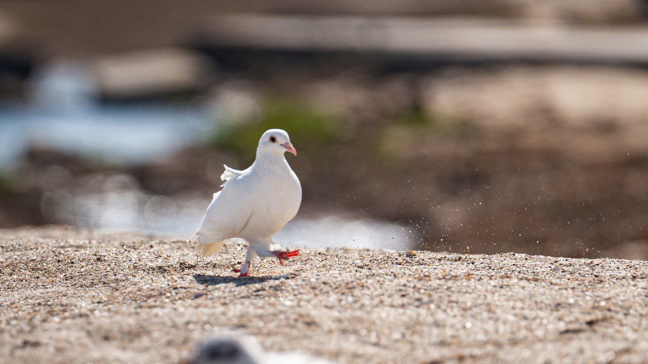Наш юг. Наш берег. Наш дом Наш юг. Наш берег. Наш дом