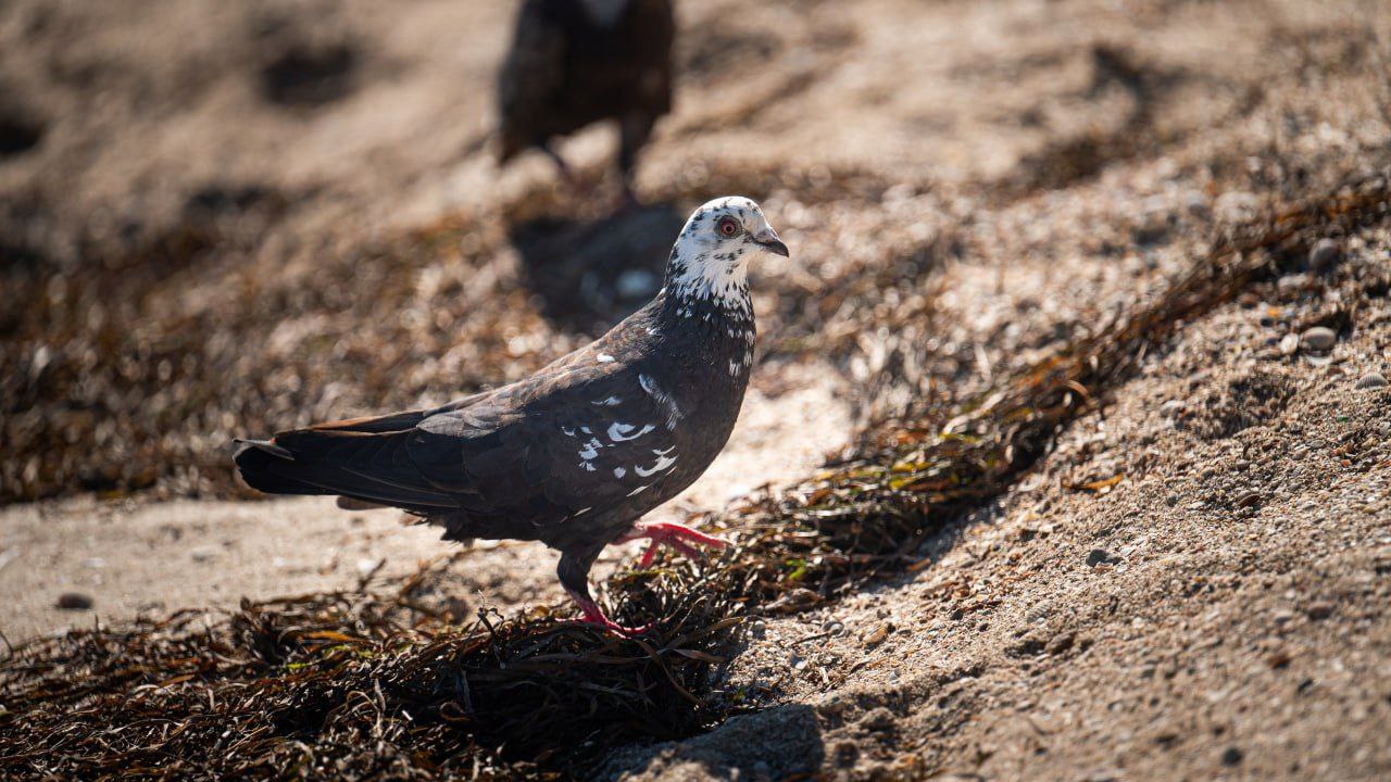 Наш юг. Наш берег. Наш дом Наш юг. Наш берег. Наш дом