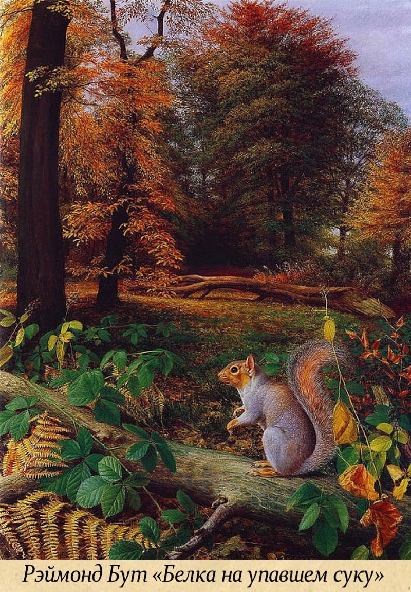 17 ноября - Международный день белки 17 ноября - Международный день белки