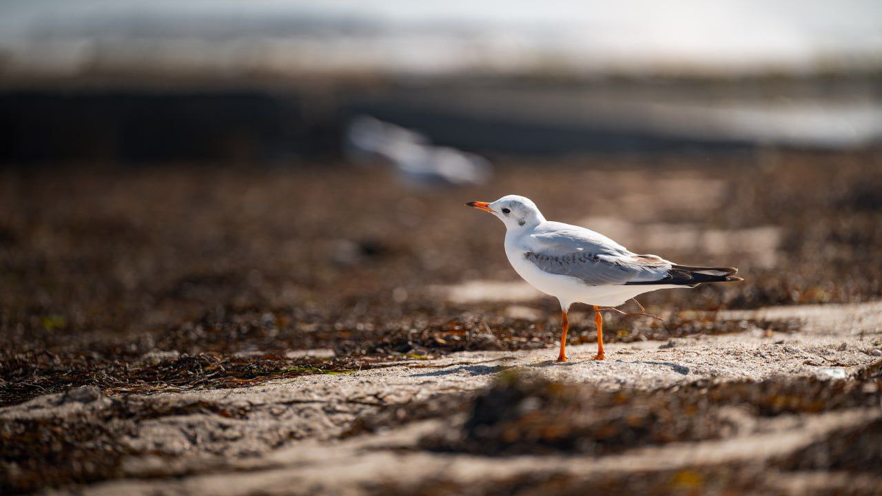 Наш юг. Наш берег. Наш дом Наш юг. Наш берег. Наш дом