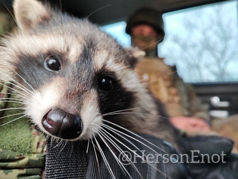 Енот из Херсона: Обстановка на Запорожском направлении