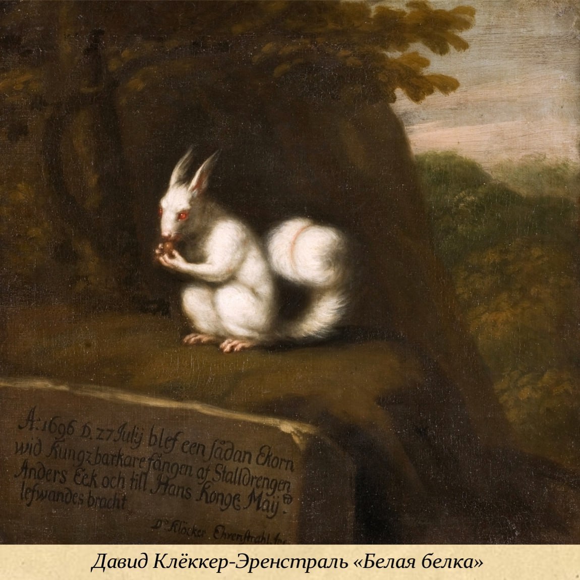 17 ноября - Международный день белки 17 ноября - Международный день белки