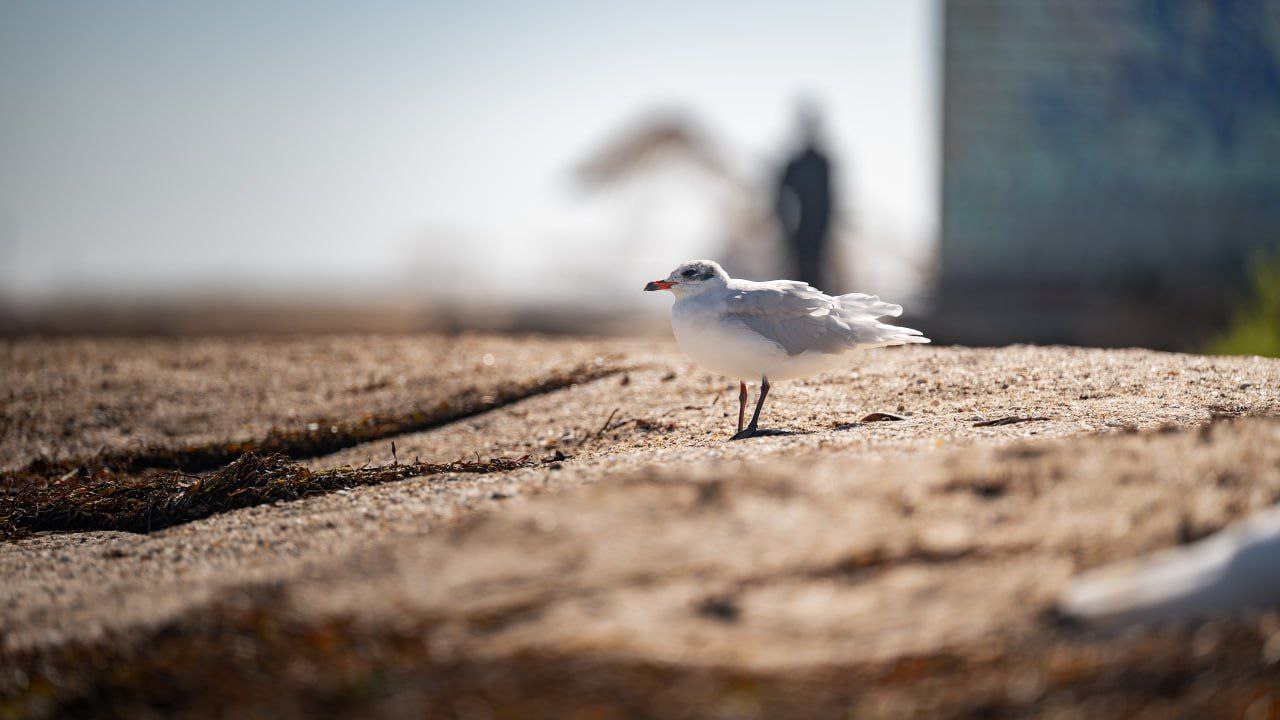 Наш юг. Наш берег. Наш дом Наш юг. Наш берег. Наш дом