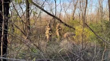 Расчеты ПЗРК "Верба" Ивановского гвардейского соединения ВДВ за неделю сбили 10 беспилотников ВСУ в Херсонской области, сообщили в Минобороны России