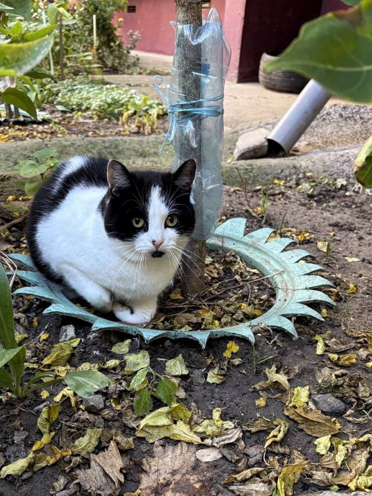 Котики!. Бывают коты мартовские, а эти — ноябрьские Котики!. Бывают коты мартовские, а эти — ноябрьские