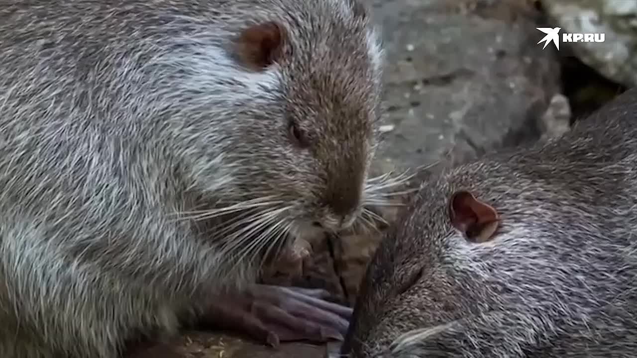 В заповеднике «Аскании-Нова» родилось около 100 детенышей редких пород