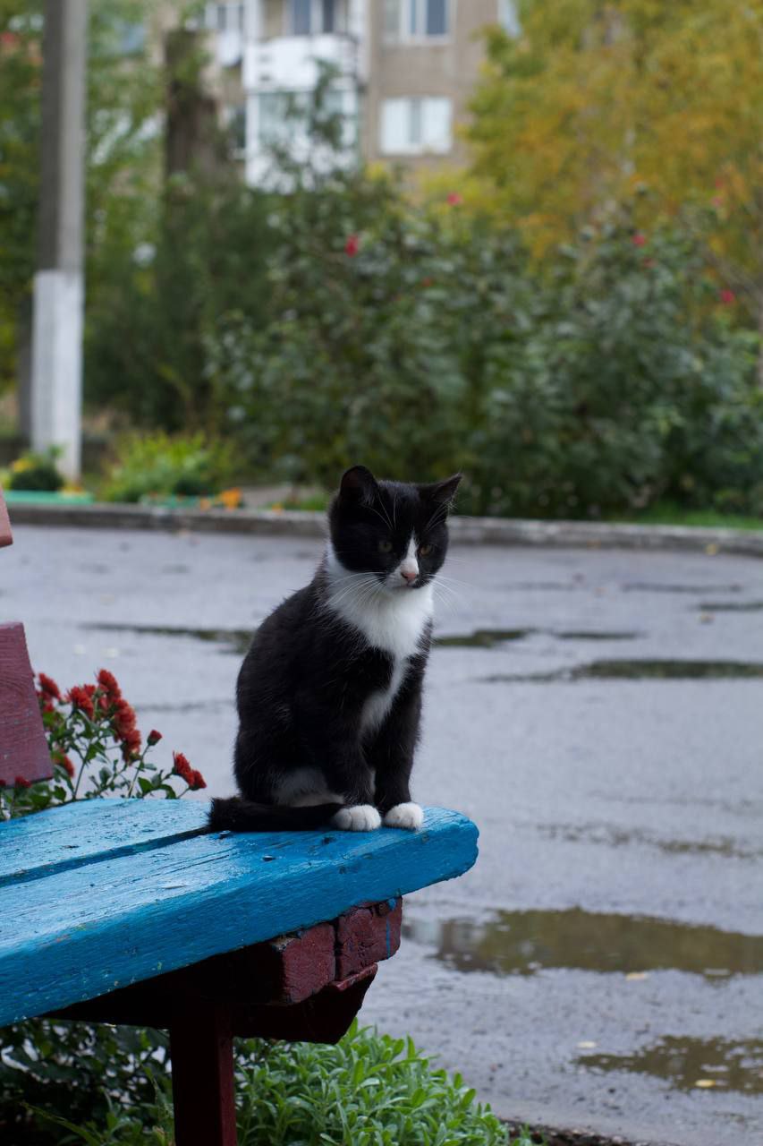 По данным наших пушистых агентов, запасы тепла на исходе По данным наших пушистых агентов, запасы тепла на исходе